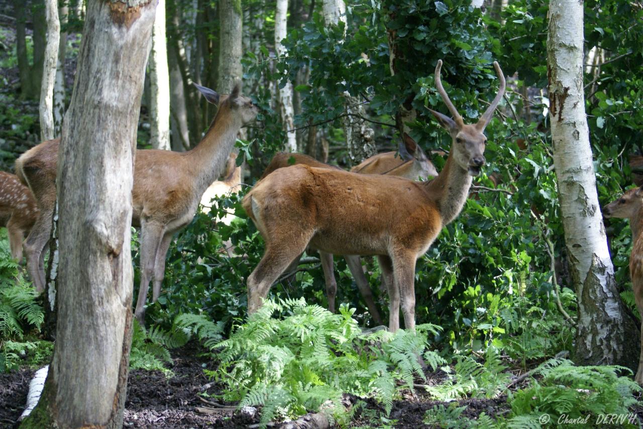 Cervidés - COO