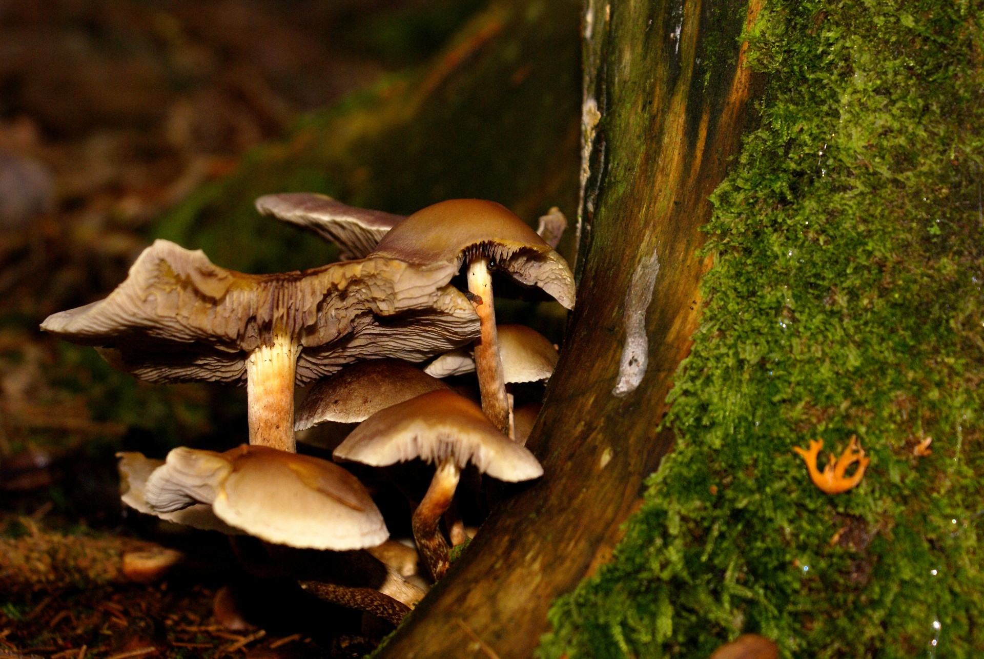 Mousse et Champignons - LONGFAYE