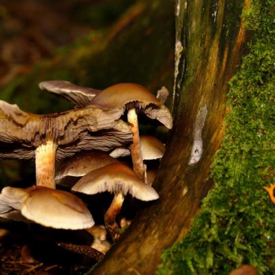 Mousse et Champignons - LONGFAYE