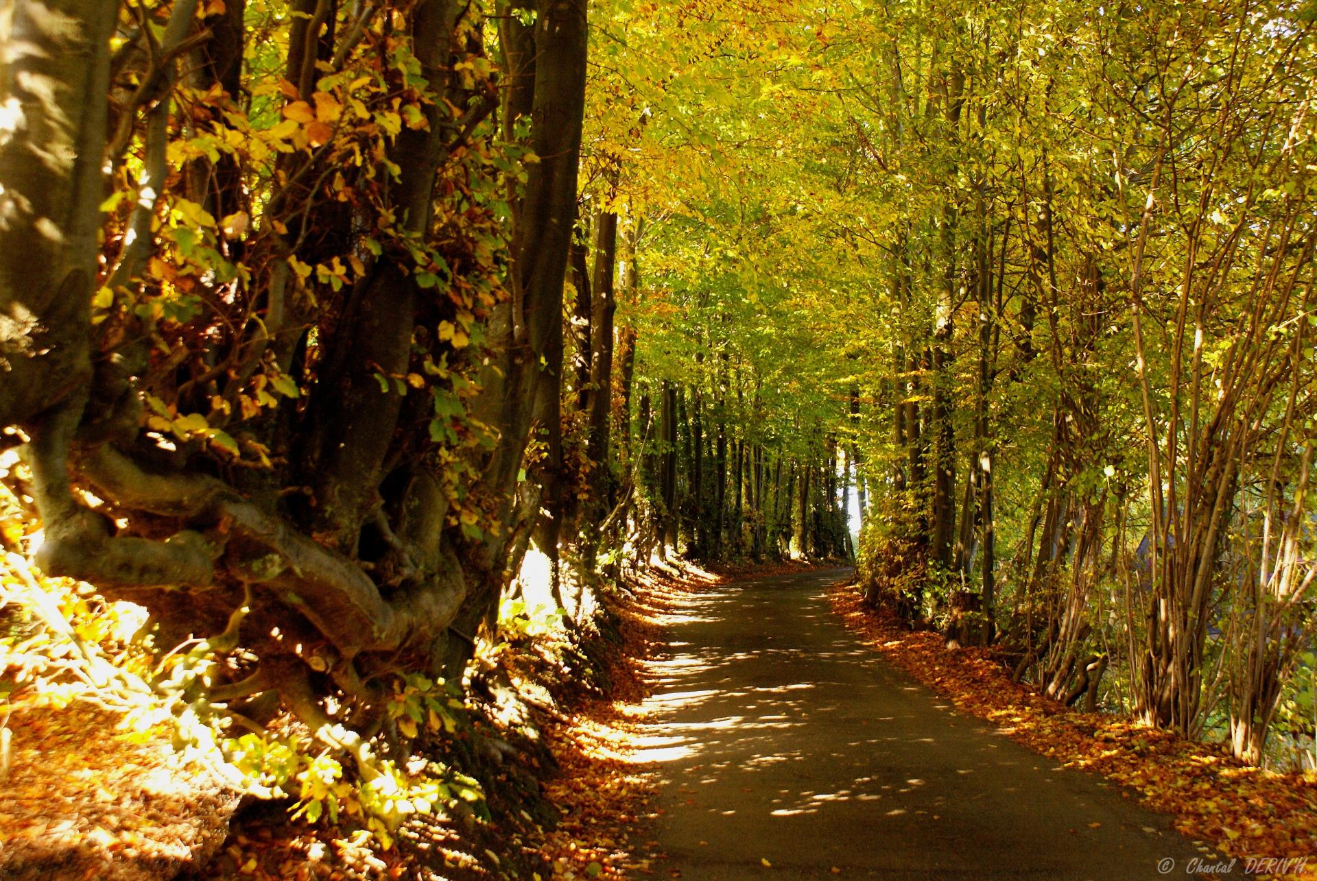 Chemin sur la Colline - Livremont - Malmedy 