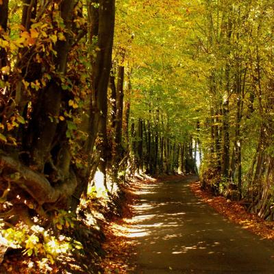 Chemin sur la Colline - Livremont - Malmedy 