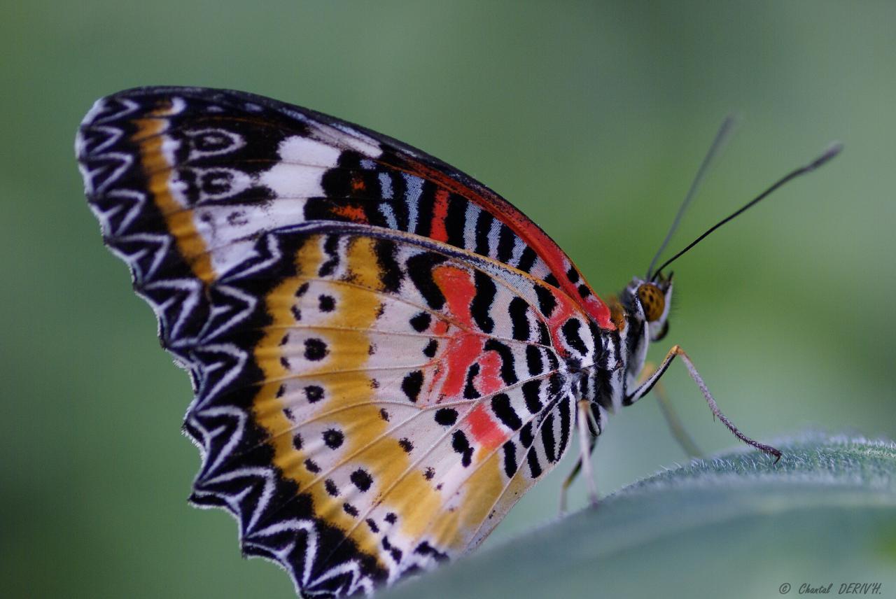 Cethosia Biblis - RIBEAUVILLE - FRANCE