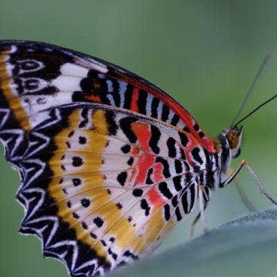 Cethosia Biblis - RIBEAUVILLE - FRANCE