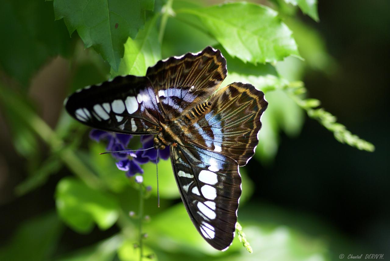 Parthenos Sylvia Lilacinus - Ribeauvillé - FRANCE