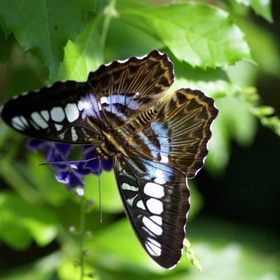 Parthenos Sylvia Lilacinus - Ribeauvillé - FRANCE