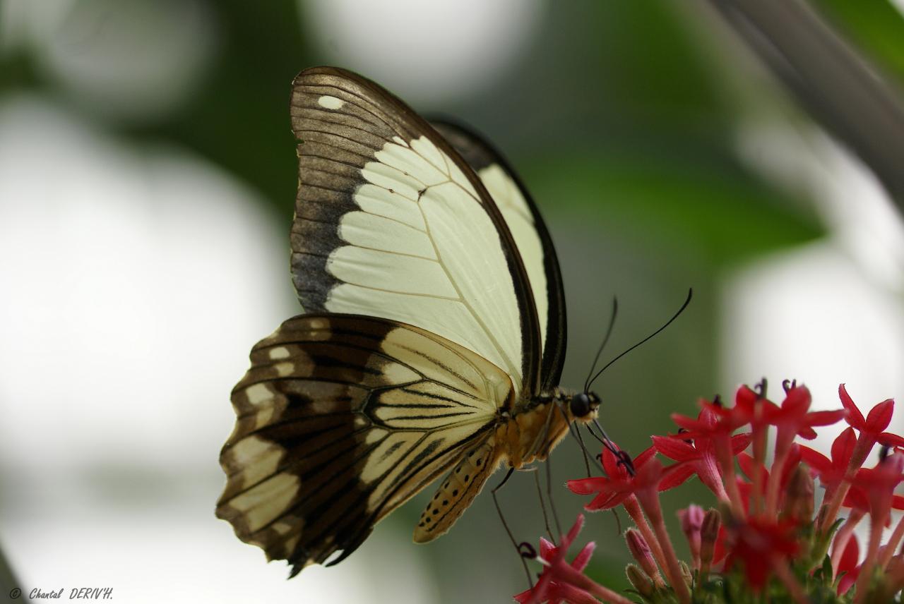 Papilio Dardanus - Ribeauvillé -FRANCE