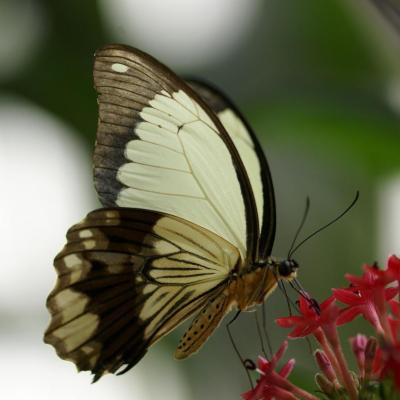 Papilio Dardanus - Ribeauvillé -FRANCE