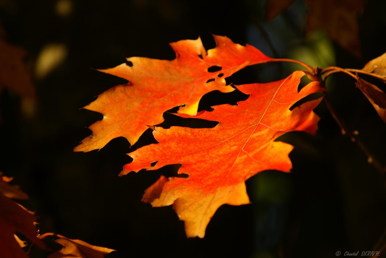 Feuilles de chêne Canadien - OVIFAT