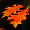 Feuilles de chêne Canadien - OVIFAT