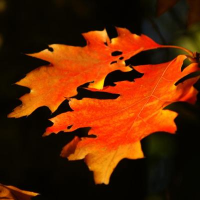 Feuilles de chêne Canadien - OVIFAT