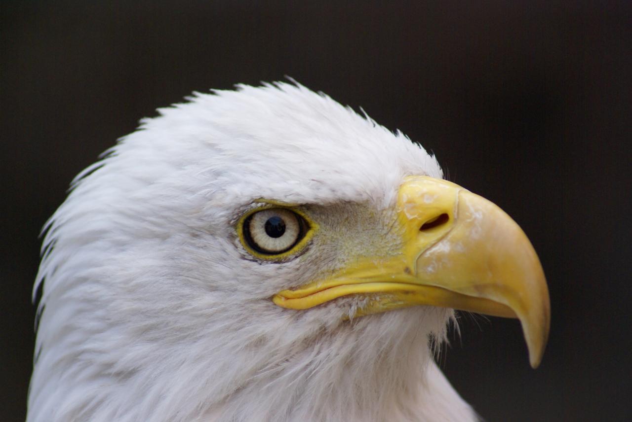 Aigle Pygargue à tête blanche - Kintzheim - FRANCE