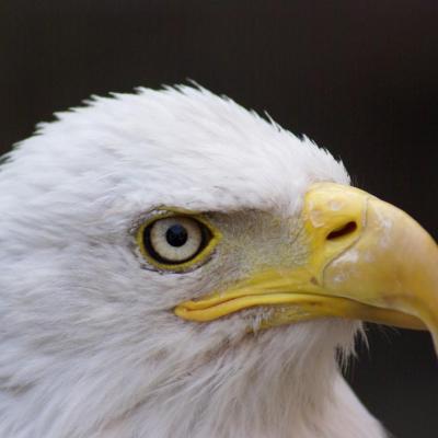 Aigle Pygargue à tête blanche - Kintzheim - FRANCE