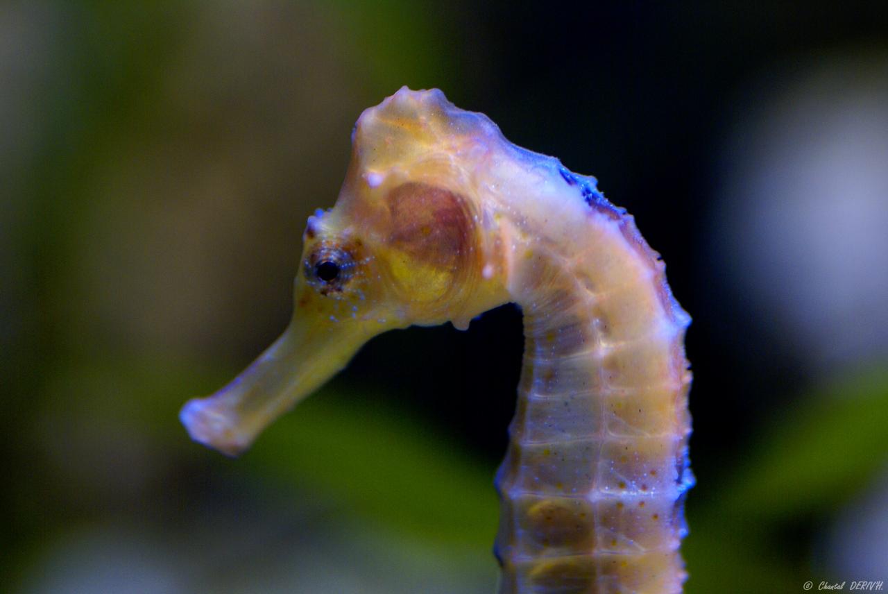 Hypocampe à l'aquarium de Liège