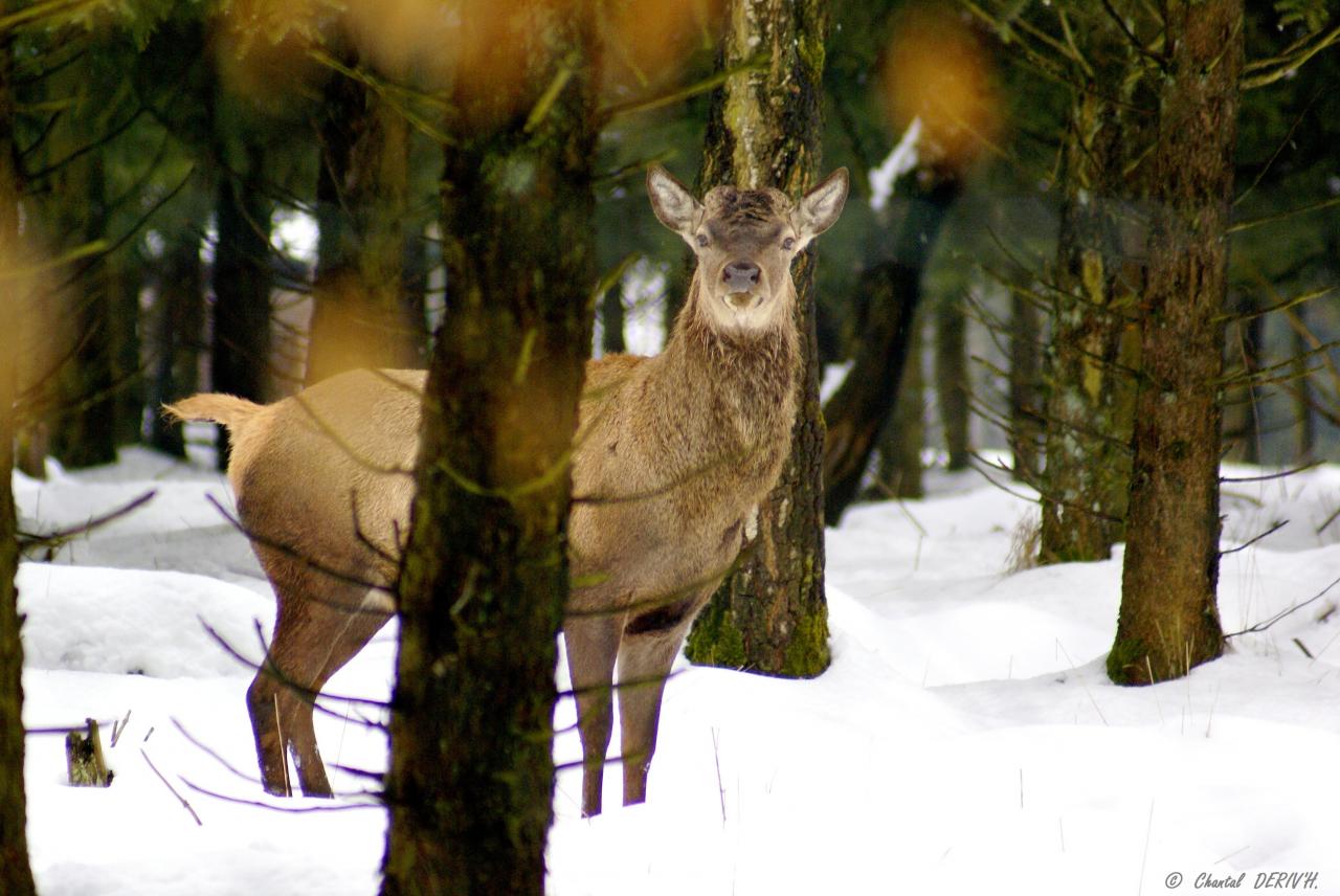 Cerf ayant perdu ses bois - Walk - WAIMES