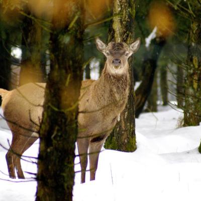 Cerf ayant perdu ses bois - Walk - WAIMES