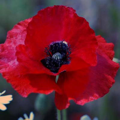 Coquelicot - OVIFAT 