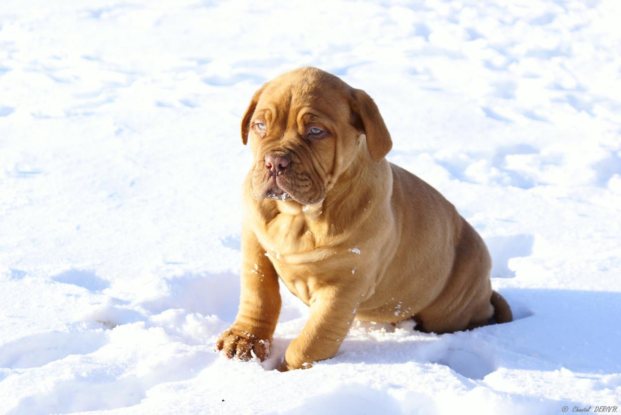 Chiot Dogue de Bordeau - BERNISTER