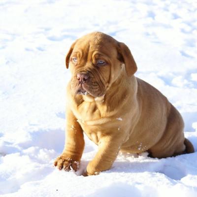 Chiot Dogue de Bordeau - BERNISTER