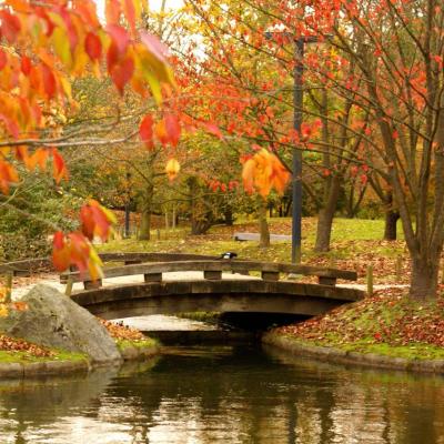 Le jardin Japonais - HASSELT