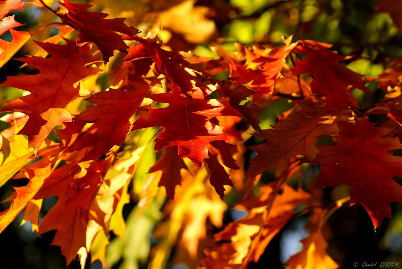 Feuilles de chêne canadien - OVIFAT