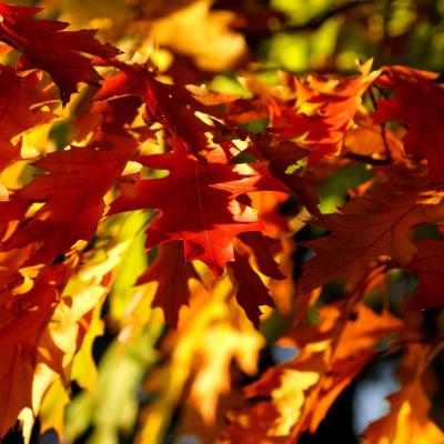 Feuilles de chêne canadien - OVIFAT