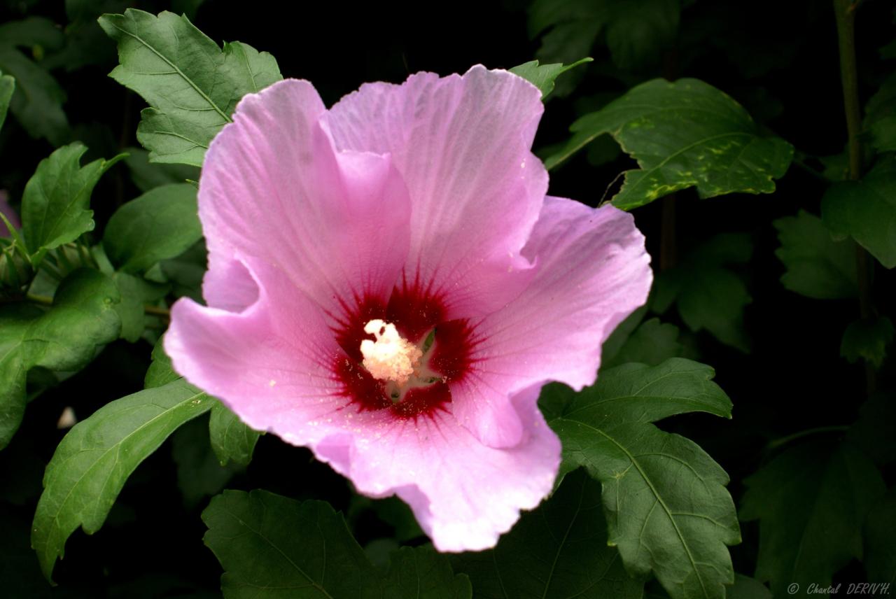 Hibiscus - Figeac - FRANCE 