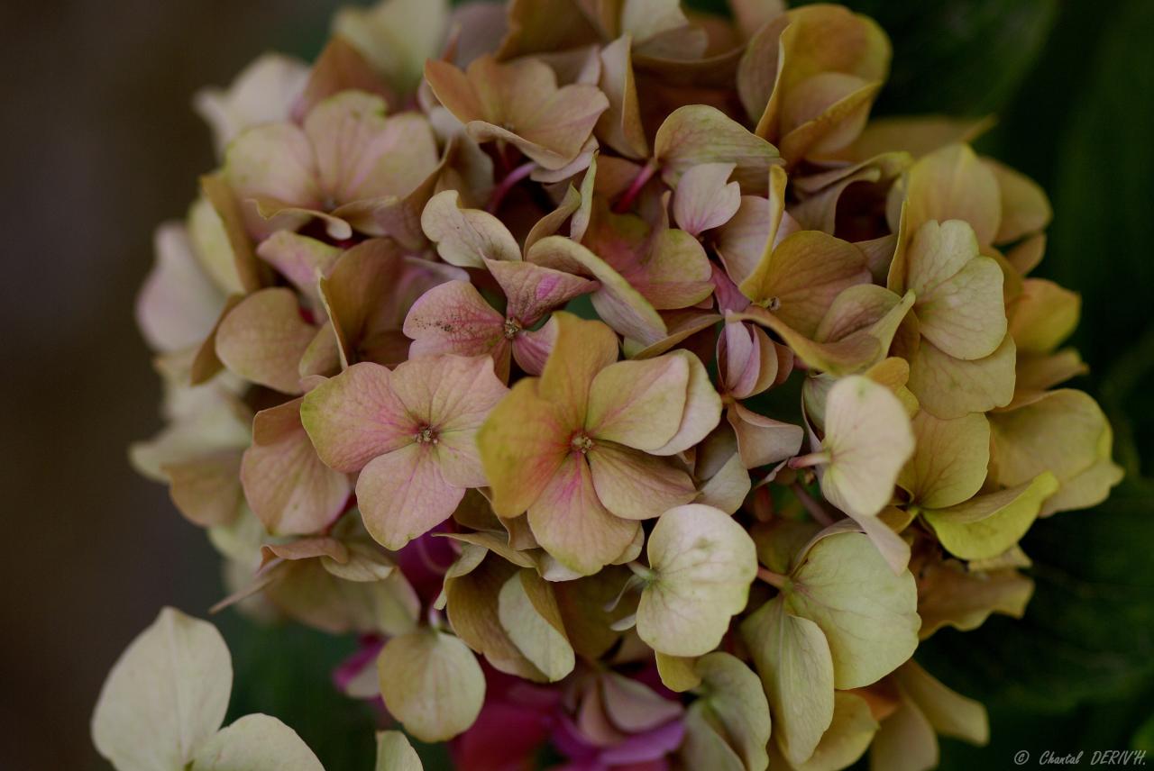 Hortensia - Faucon - France