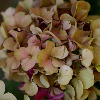 Hortensia - Faucon - France