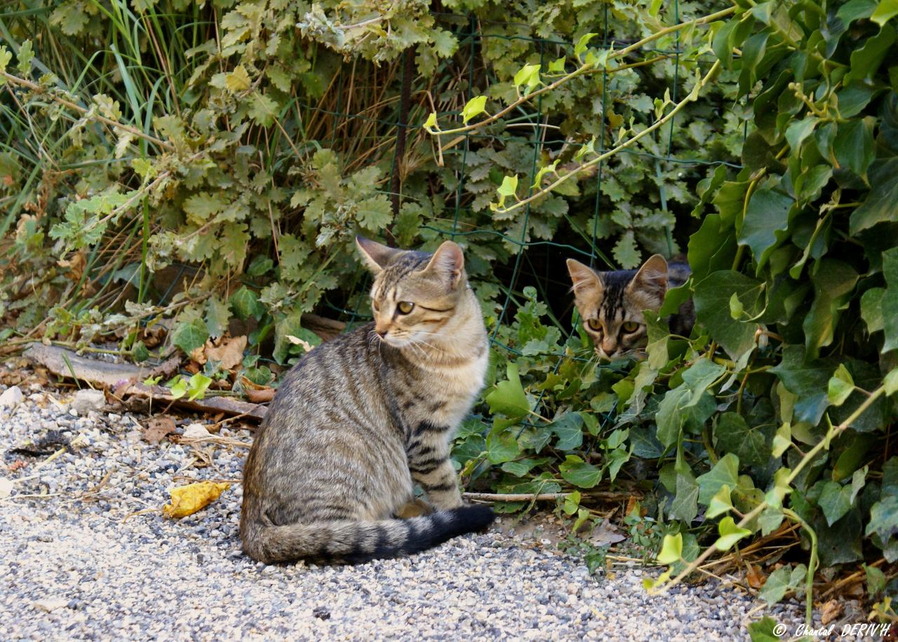 Les chats de la Roque Alric - FRANCE