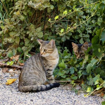 Les chats de la Roque Alric - FRANCE