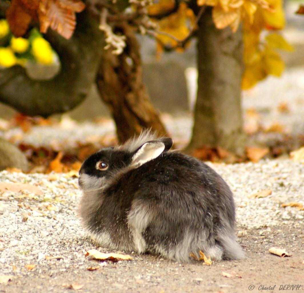 Lapin Angora domestique - Xhoffraix