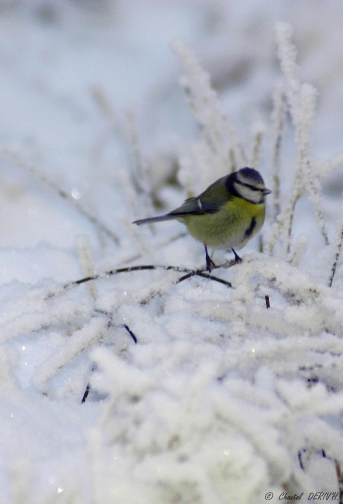 Mésange bleue - BARAQUE-MICHEL