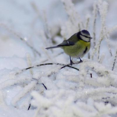 Mésange bleue - BARAQUE-MICHEL