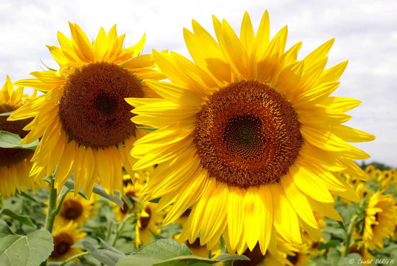 Tournesols - L'Isle-Sur-La-Sorgue - FRANCE