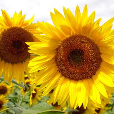 Tournesols - L'Isle-Sur-La-Sorgue - FRANCE