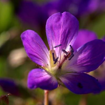 Violette Riviniana - MALMEDY