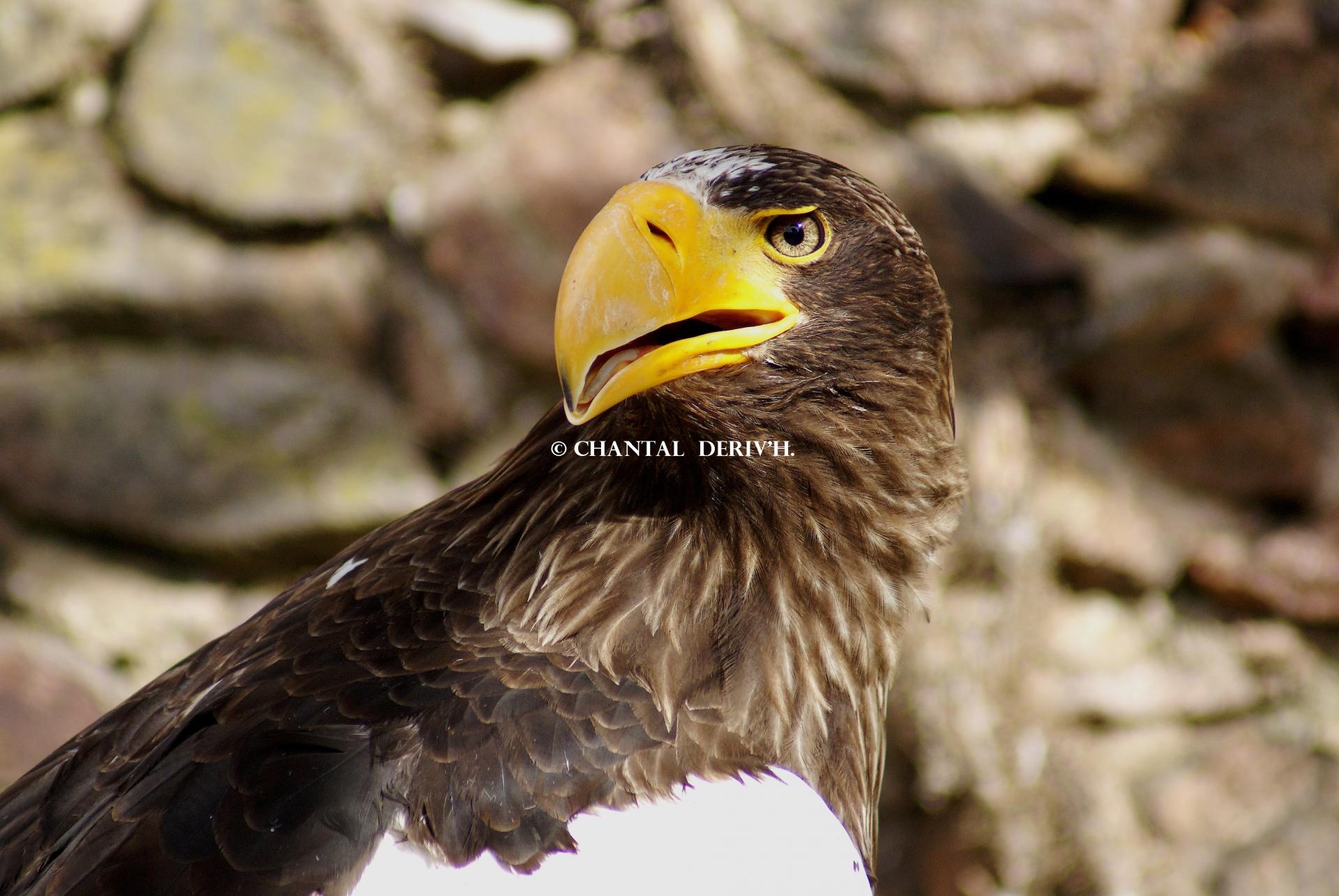 Aigle Pygargue à queue blanche