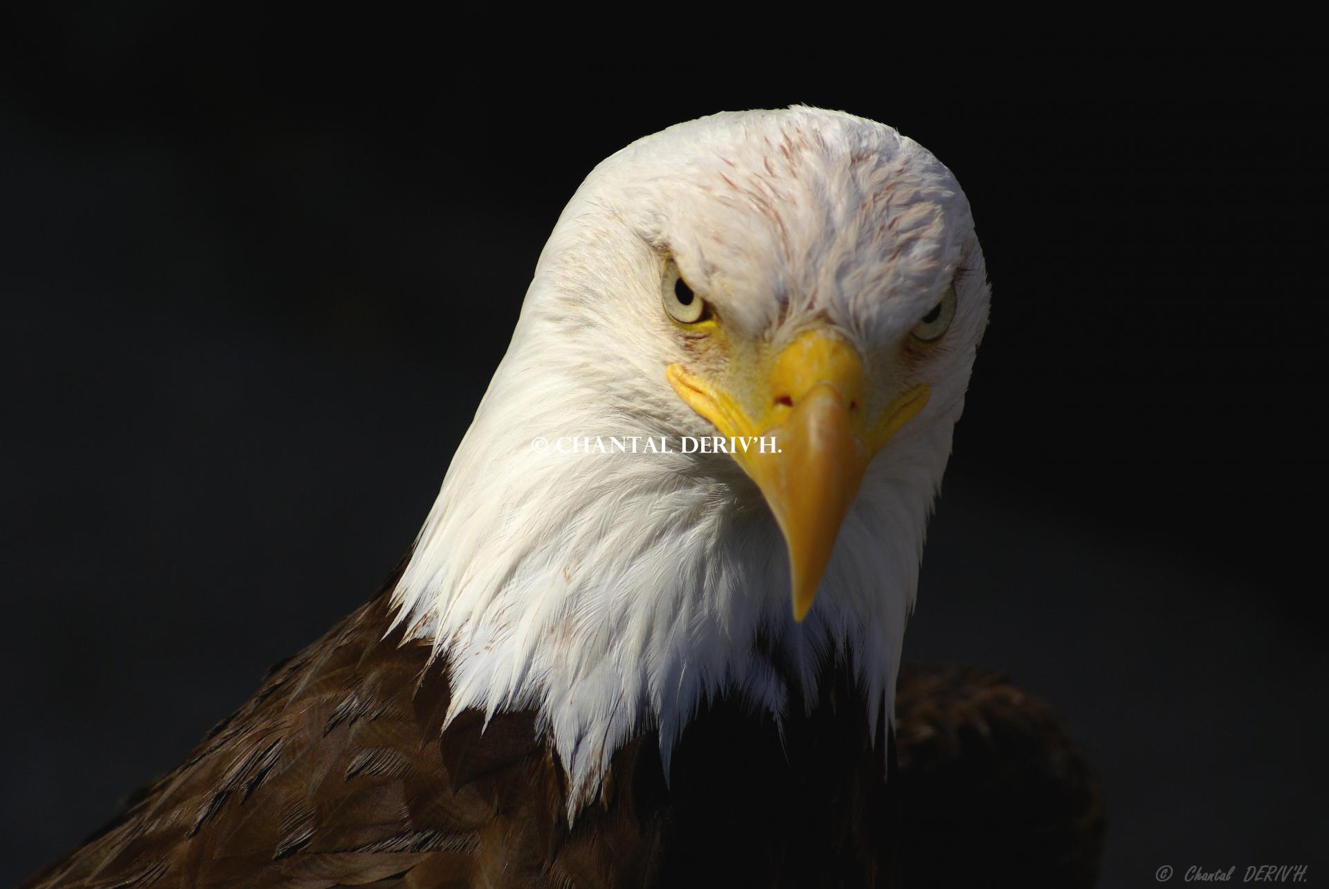 Aigle Pygargue à tête blanche