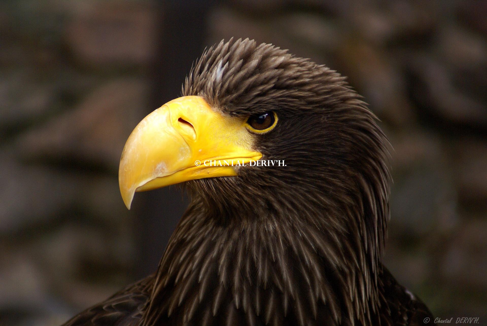 Aigle pygargue de Steller