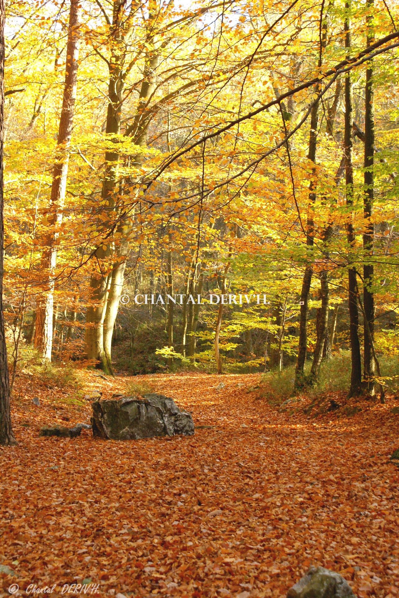 Bois de Rondfahai - SOLWASTER