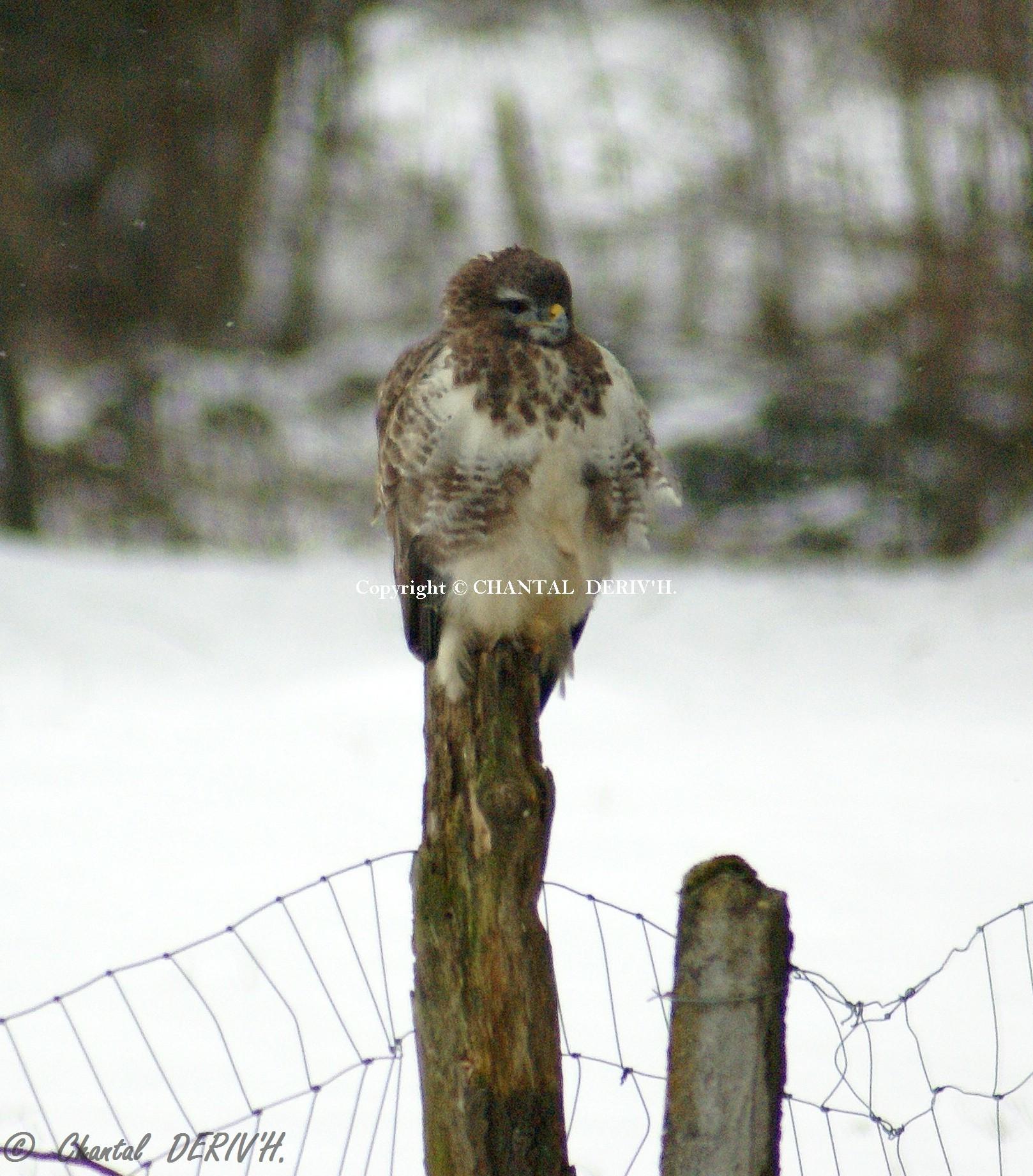 Buse variable Spa