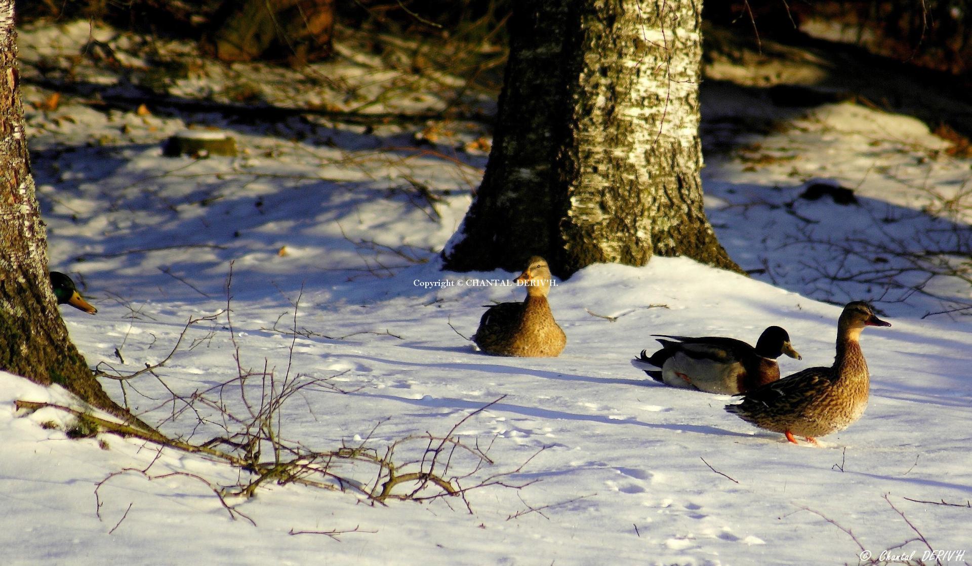 Canards colvert à Montenau