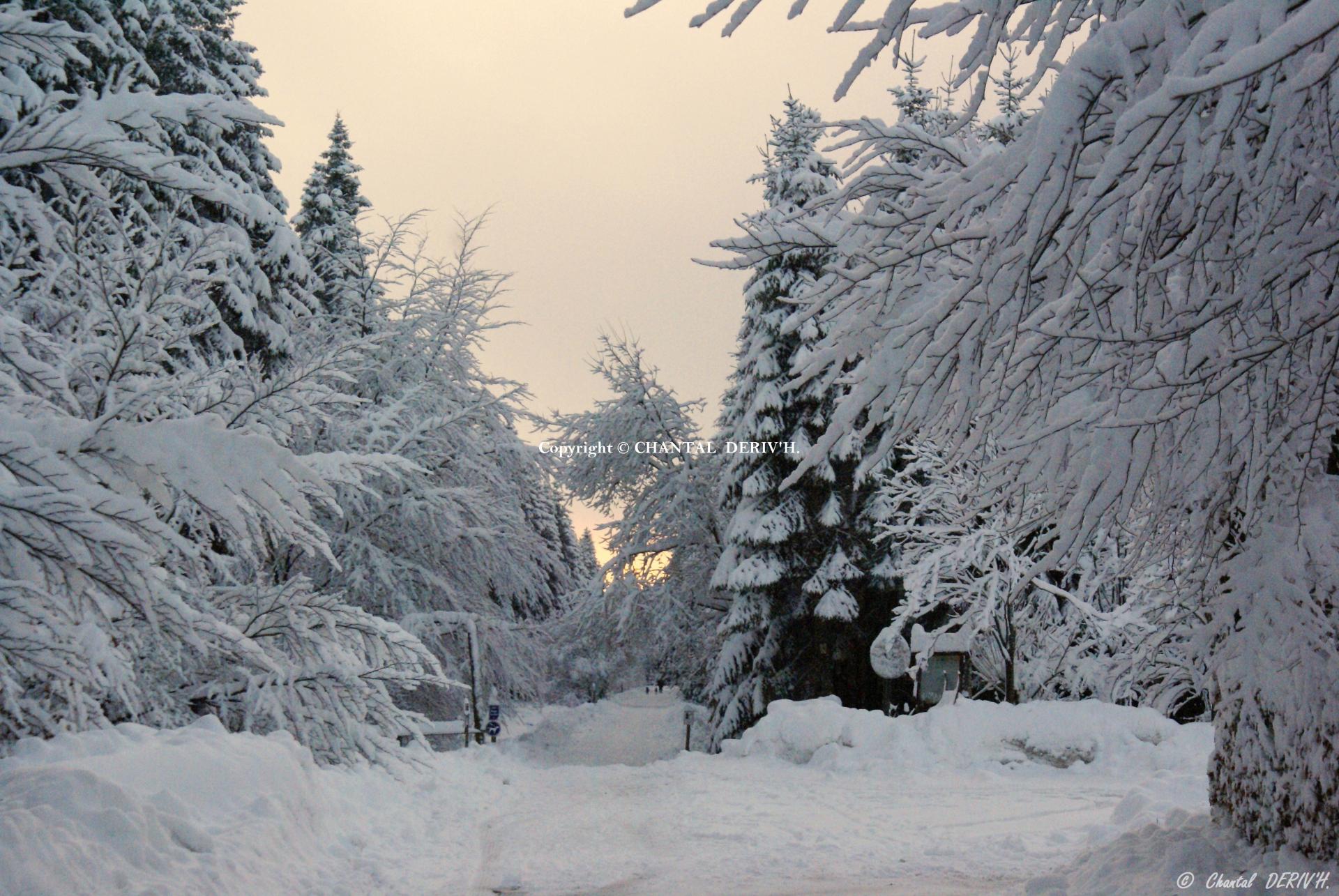 Centre nature Botrange vers la promenade