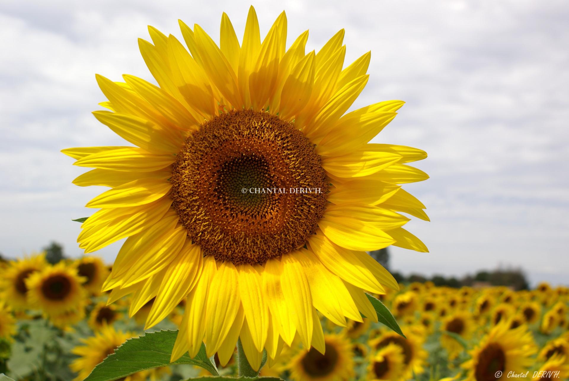 Champ de tournesols l'Isle sur la Sorgue - FRANCE