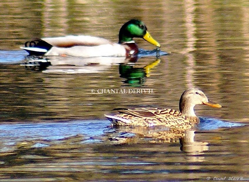 Couple de canards Colvert