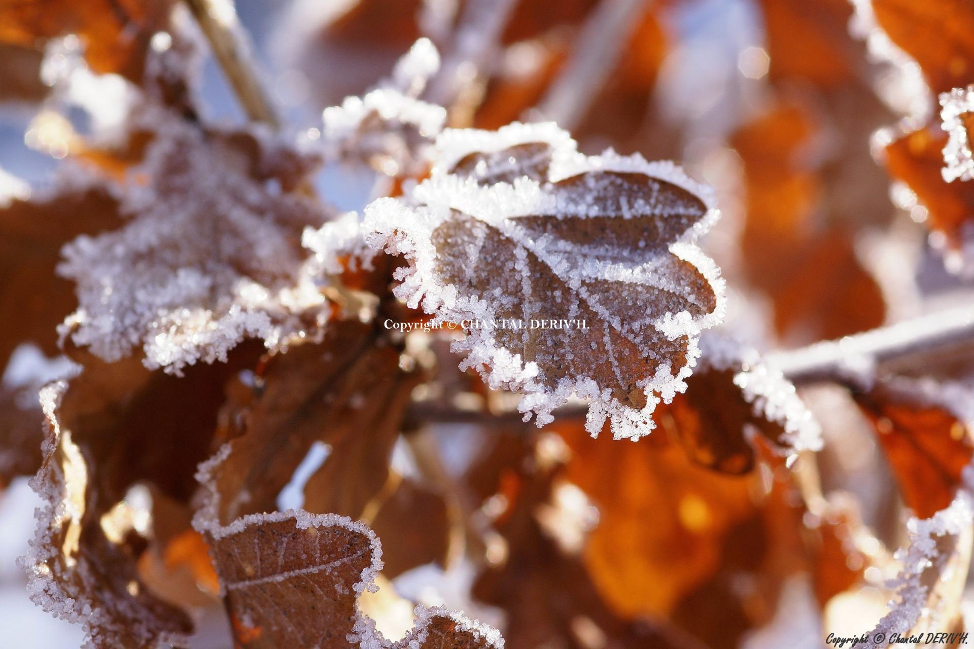 Feuilles de chêne Spa