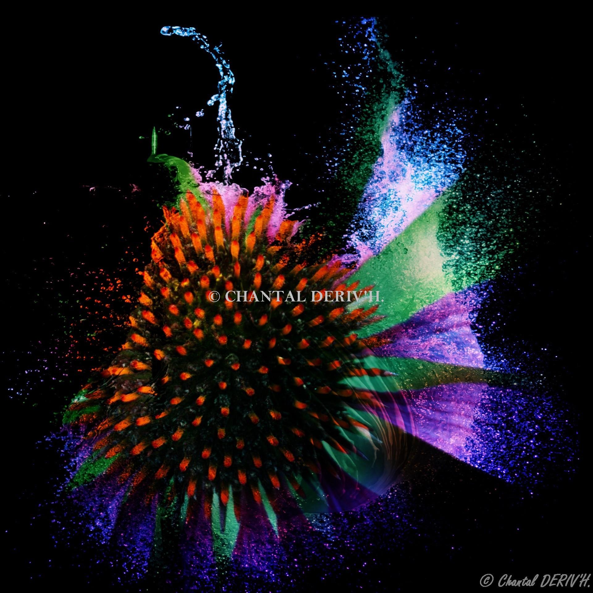 Fleur 2