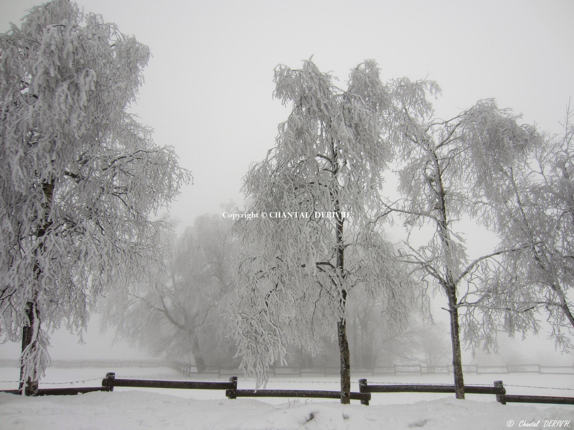 Givre sur les fagnes