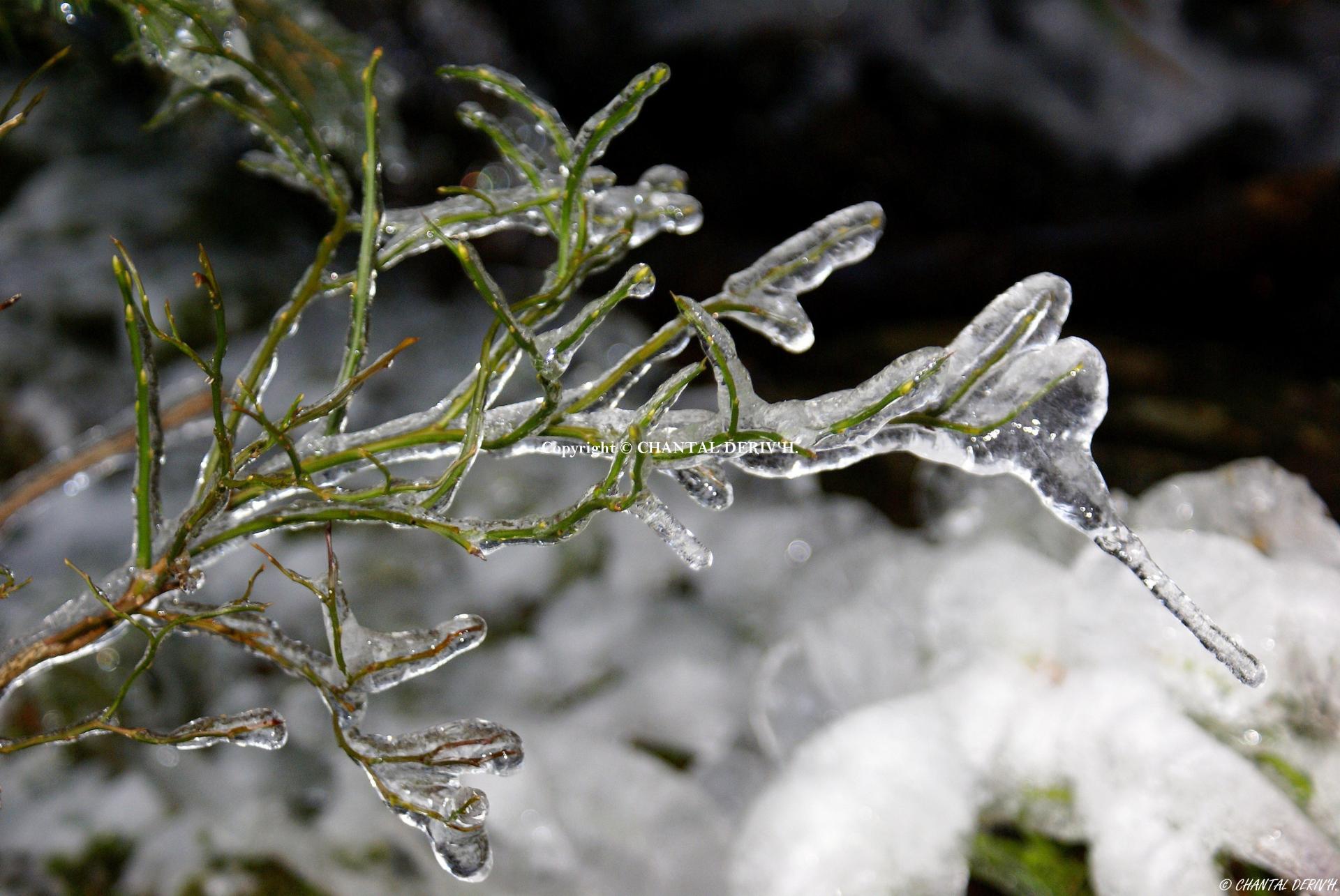 Glace et végétations Noupré