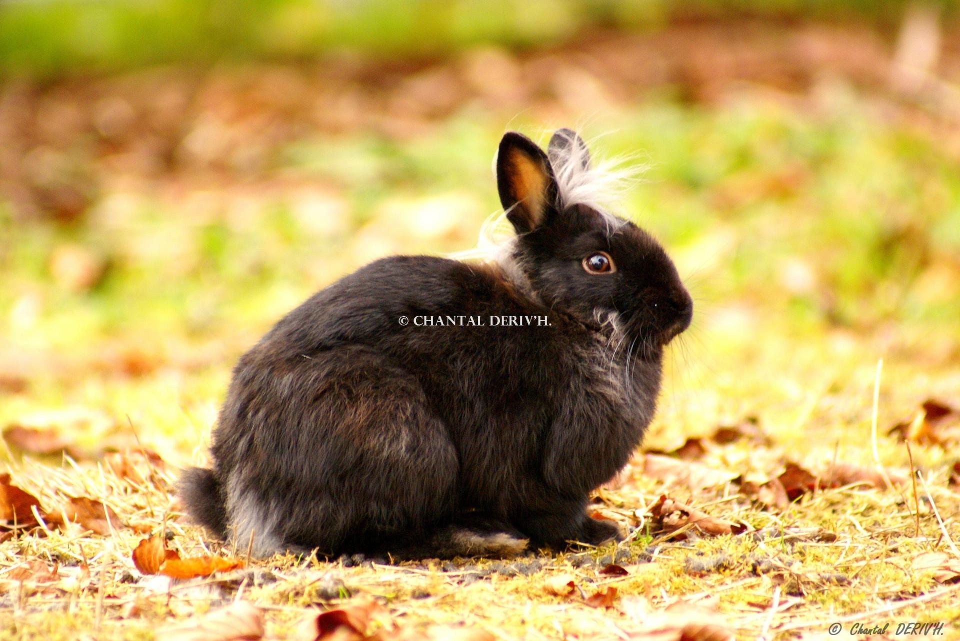 Lapin Angora domestique